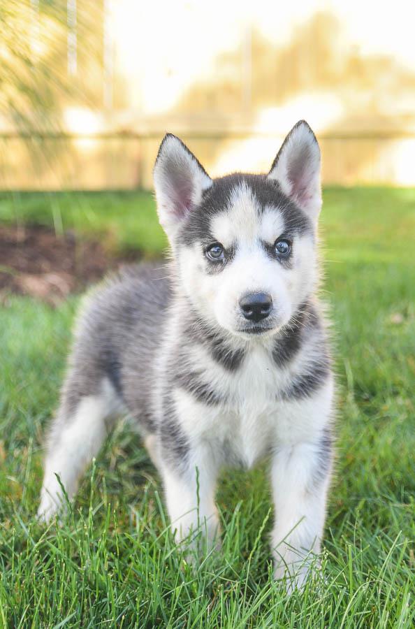 husky dogs and puppies