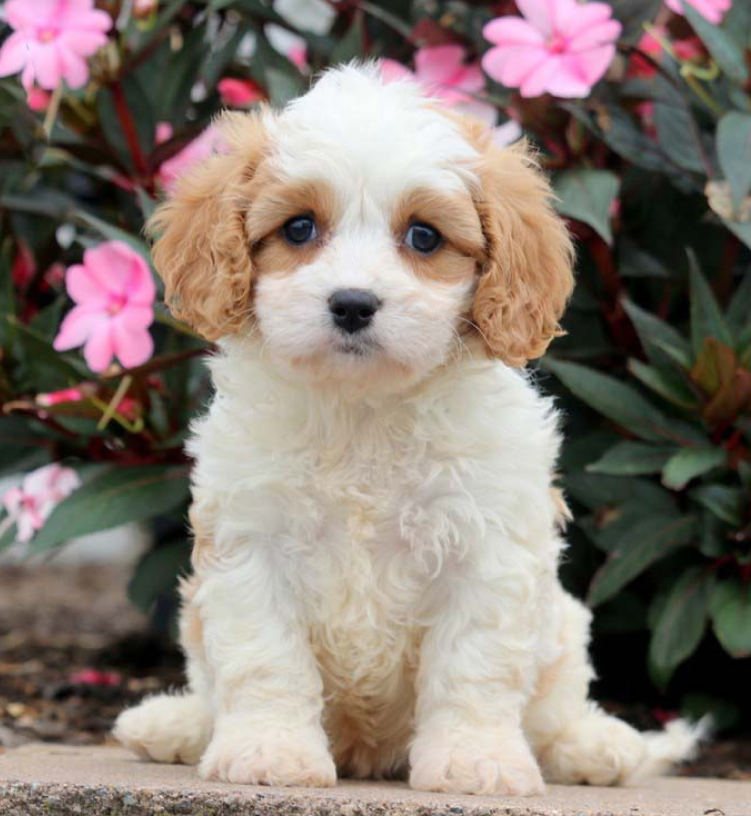 cavachon breeders near me