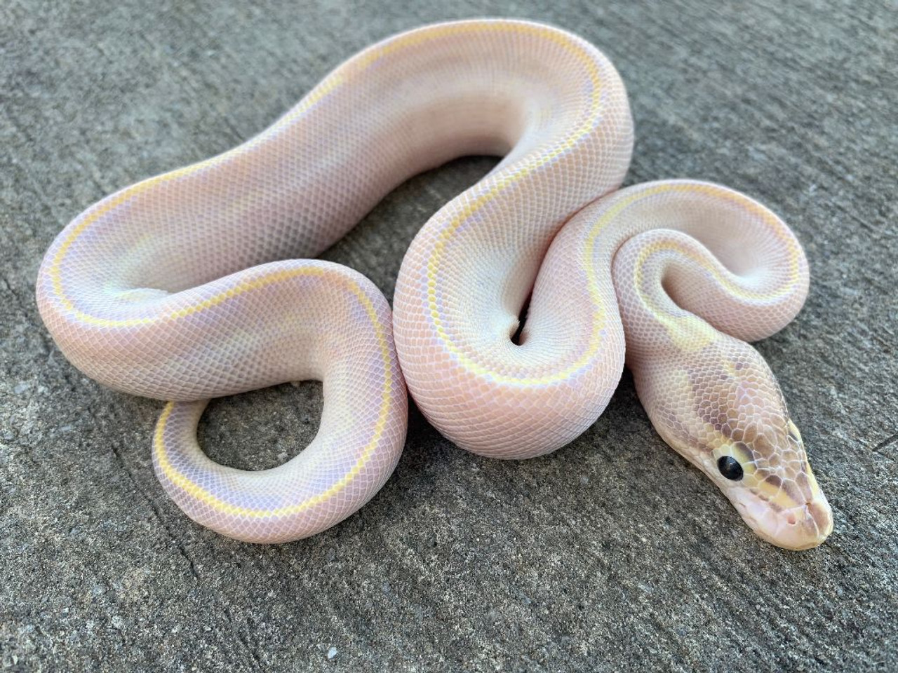 ivory ball python