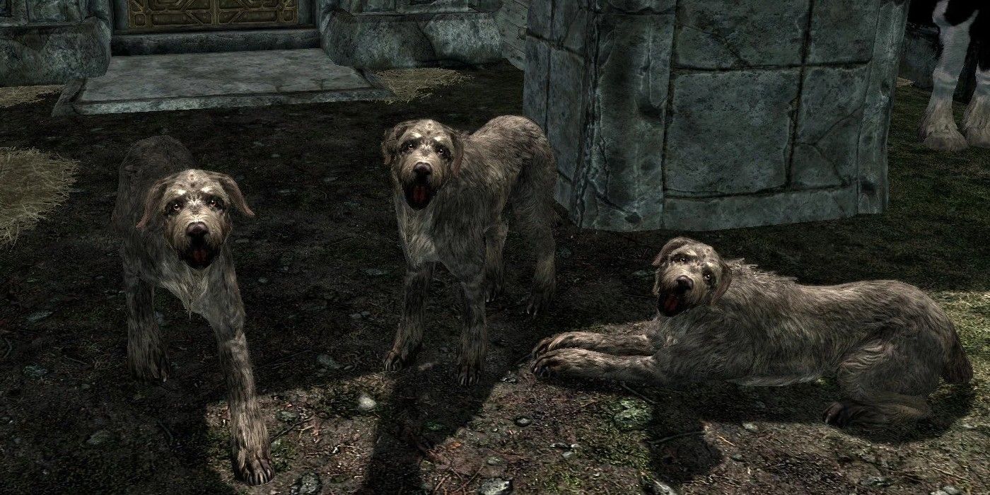 skyrim dog