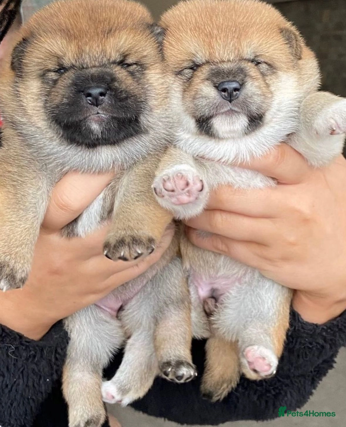 shiba inu puppies for sale uk