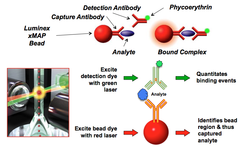 luminex assay