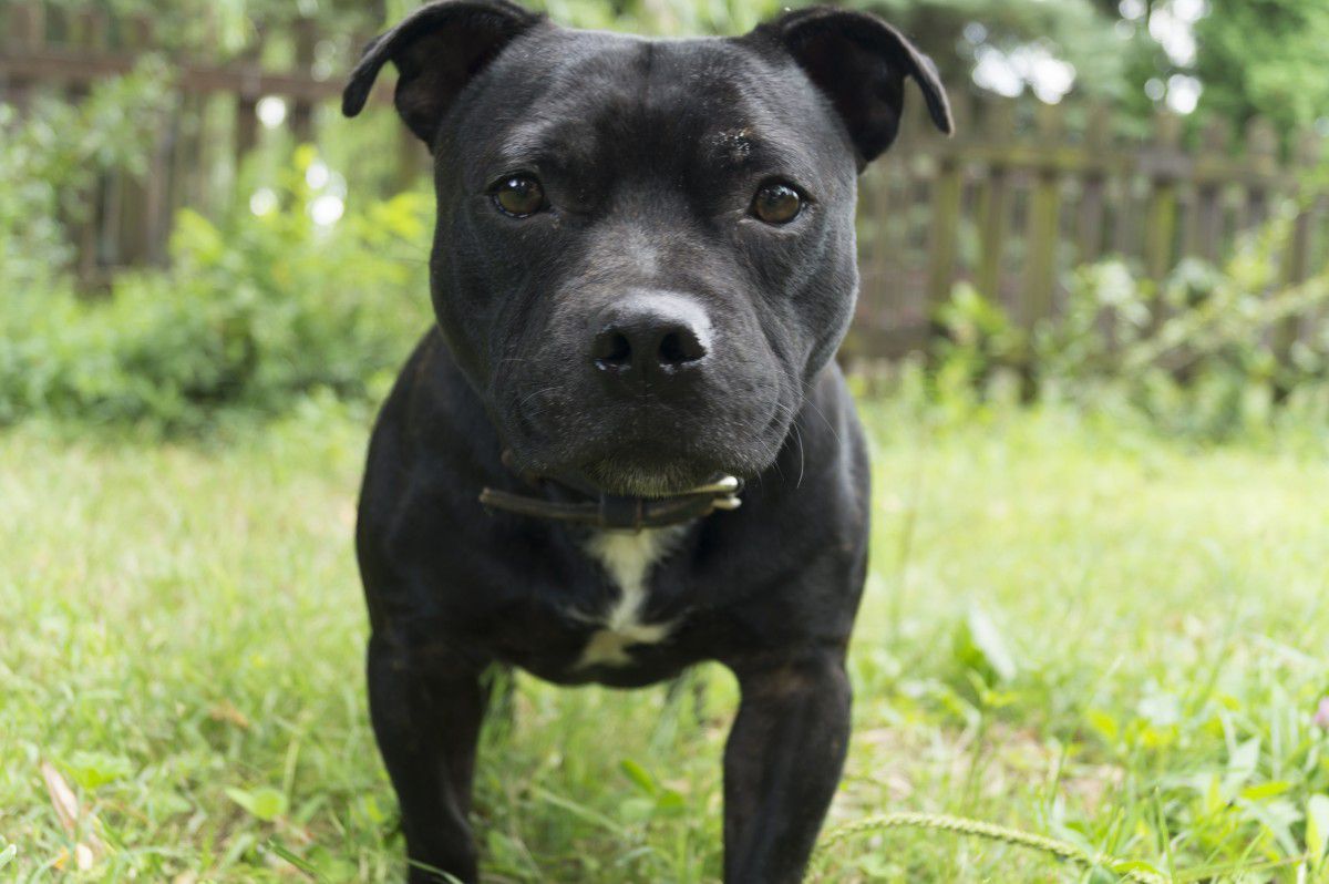 black american pitbull