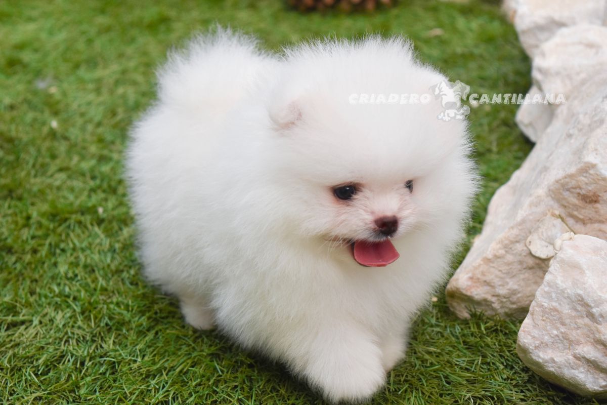 comprar pomerania madrid