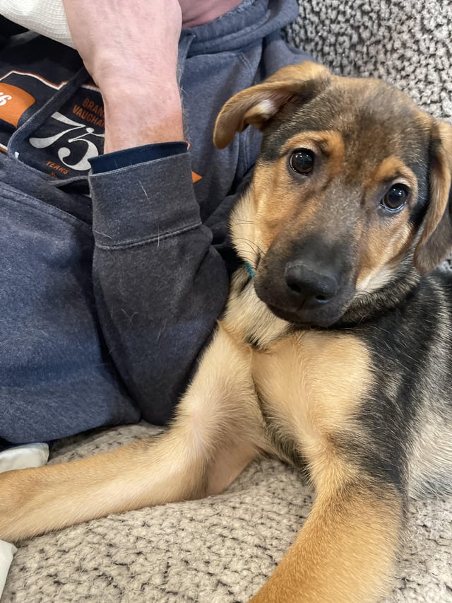 mix german shepherd and labrador