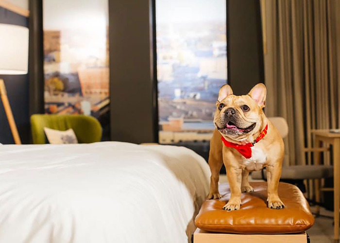 pet friendly hotels near me