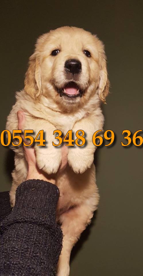 golden retriever sahiplenme antalya