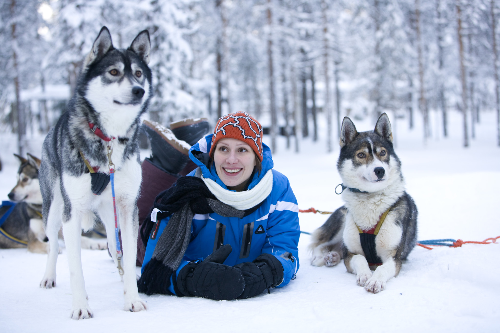 arctic circle husky park