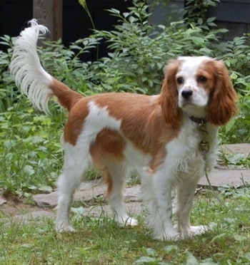 cavalier king charles spaniel cross cocker spaniel