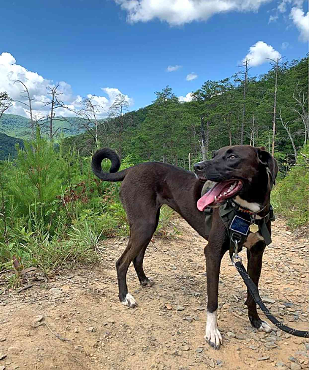 labrador and retriever cross