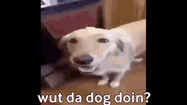 what the dog doin gif