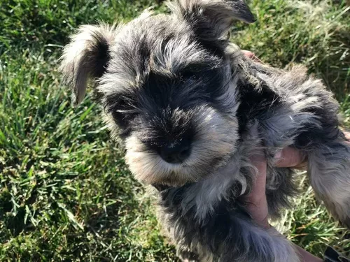 schnauzer precio mexico