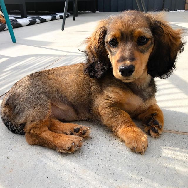 dachshund puppies for sale near me