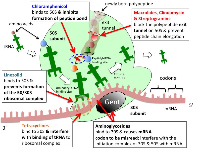 50s ribosomal subunit