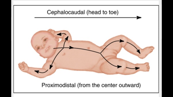 cephalocaudal and proximodistal