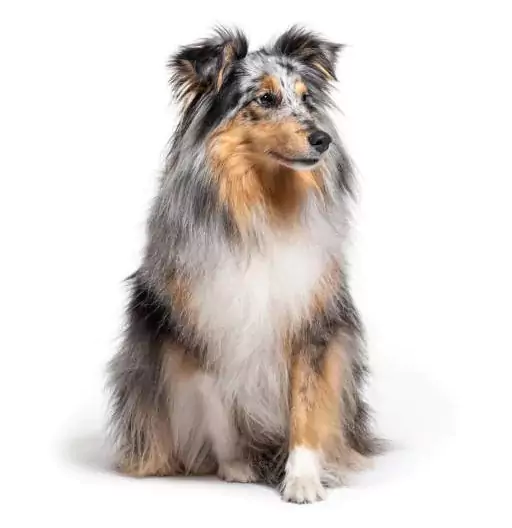 sheltie dog blue merle