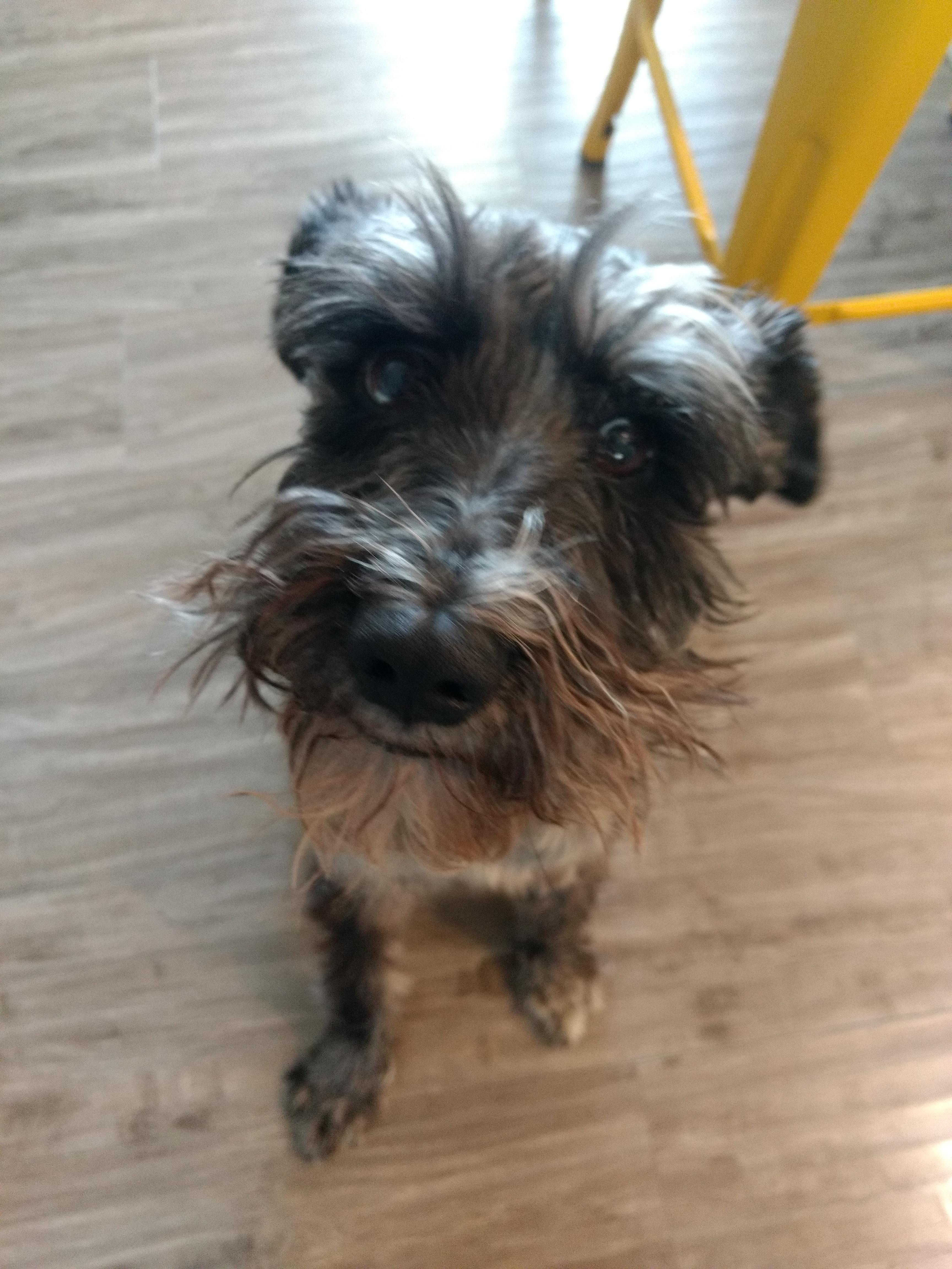 cocker spaniel and schnauzer mix