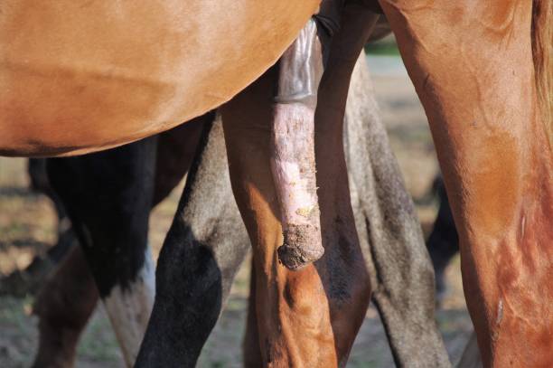 close up horse breeding