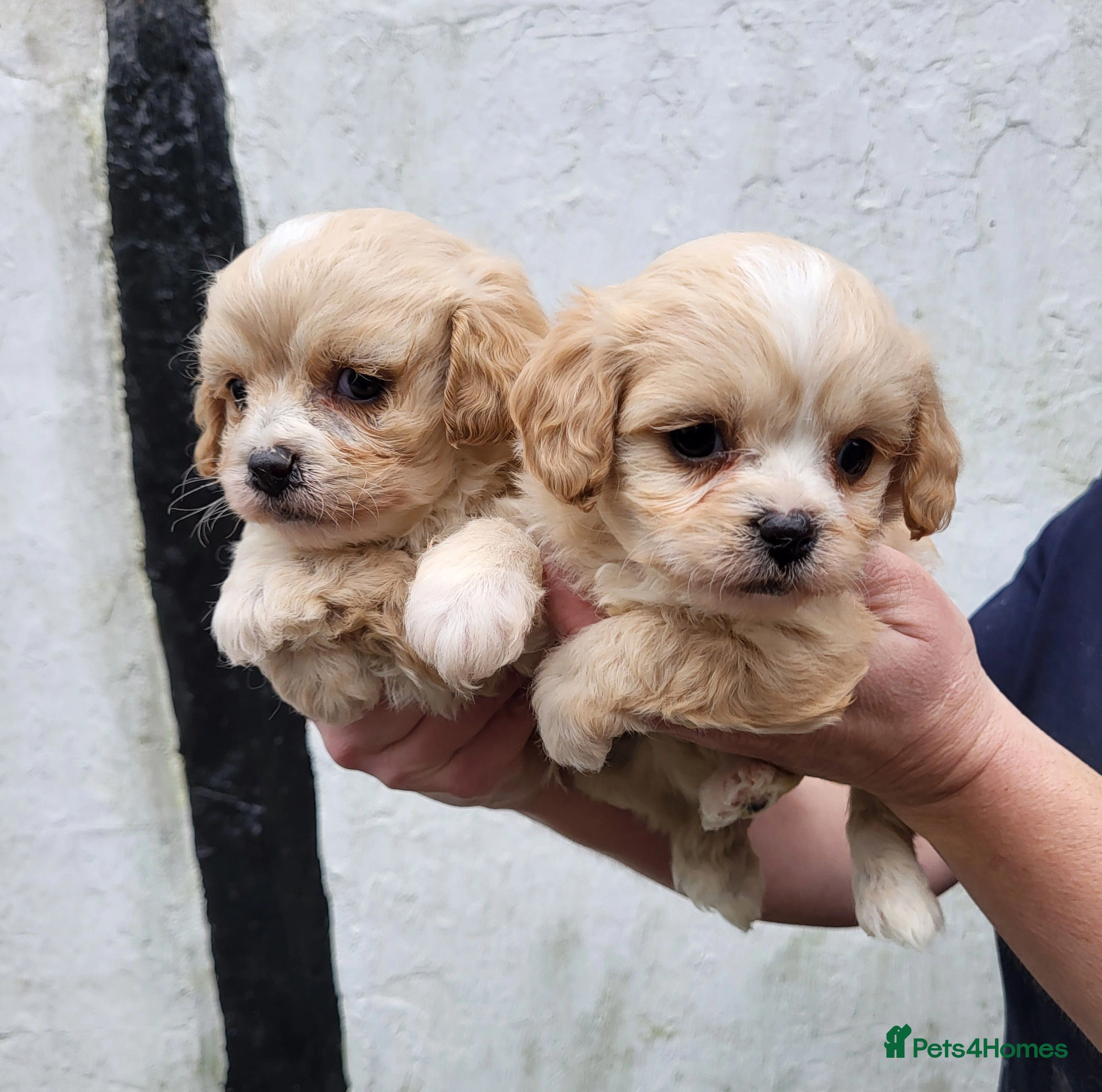 toy cavachon puppies for sale near me