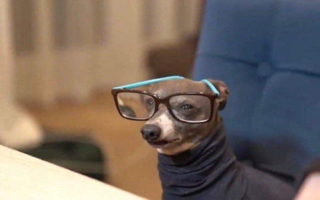 dog with glasses meme