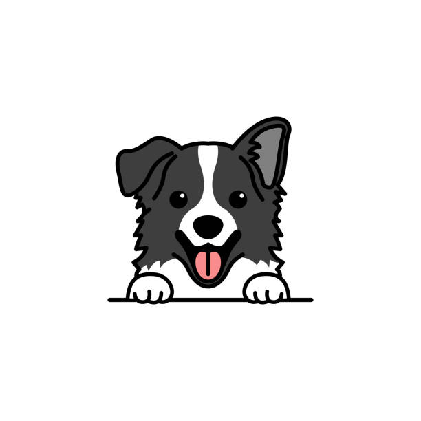 border collie dibujo