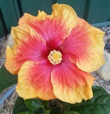 hibiscus rio clara