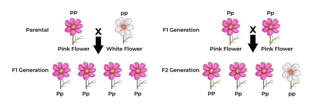 monohybrid cross definition class 10