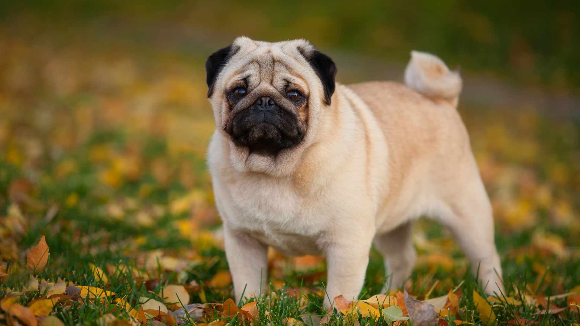 imagenes de perros pug