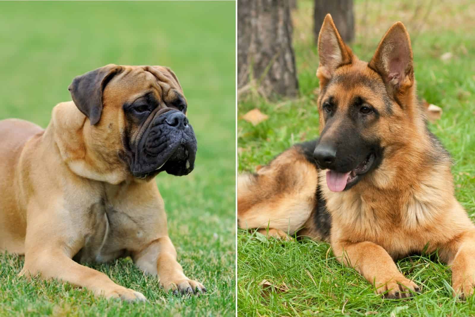 english mastiff and german shepherd mix