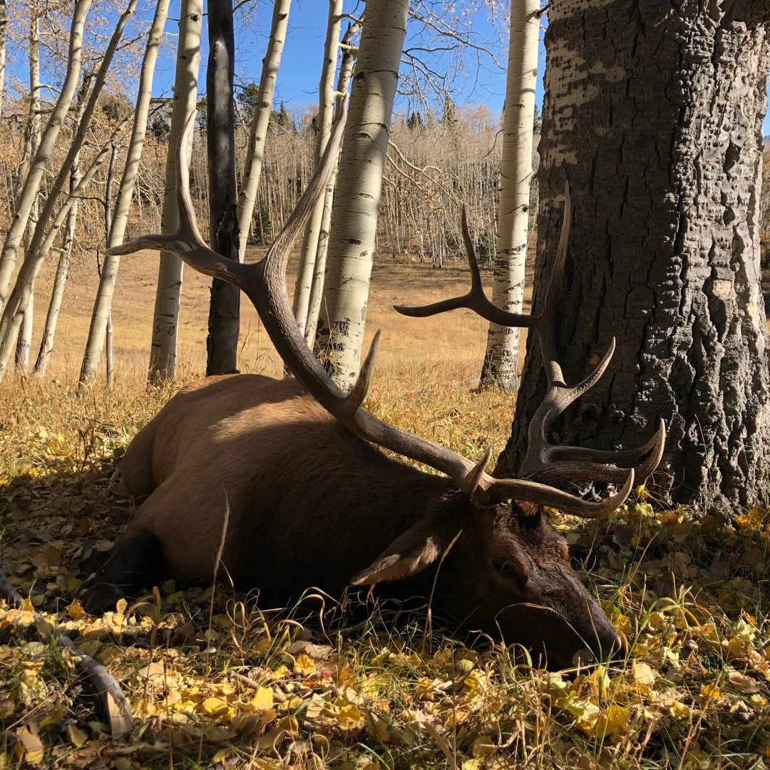 unit 70 colorado elk