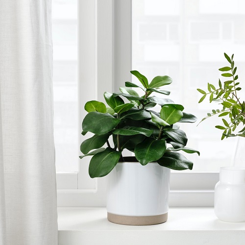 ikea indoor plants