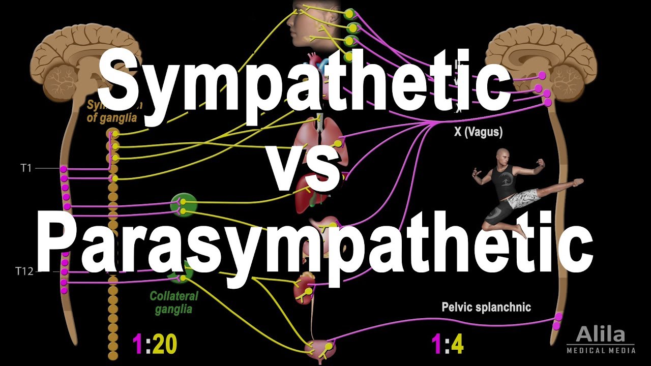 parasympathetic meaning in tamil