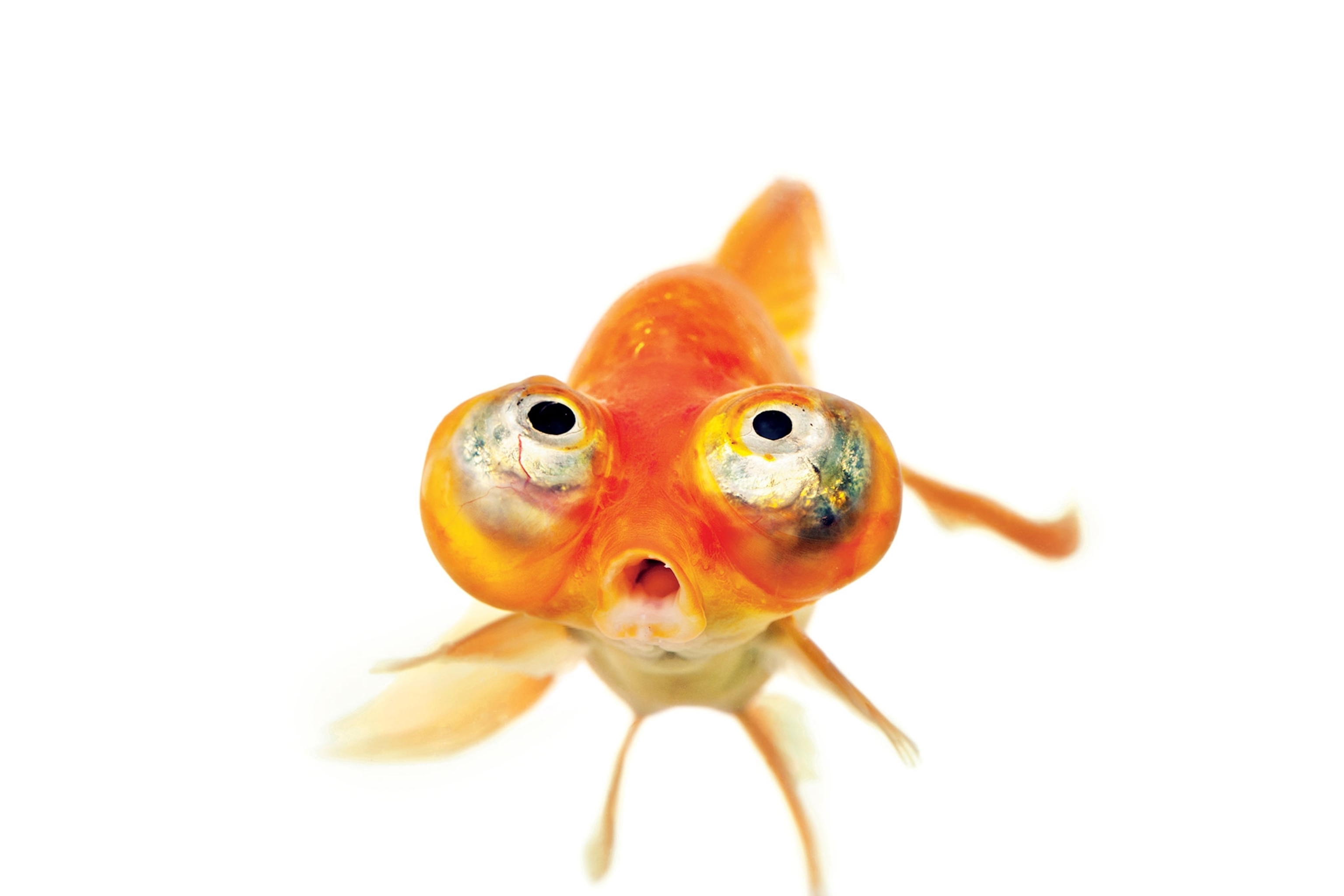 pic of a goldfish