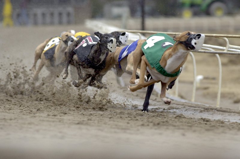 live dog racing