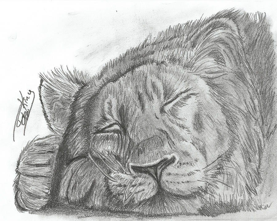 sleeping lion drawing