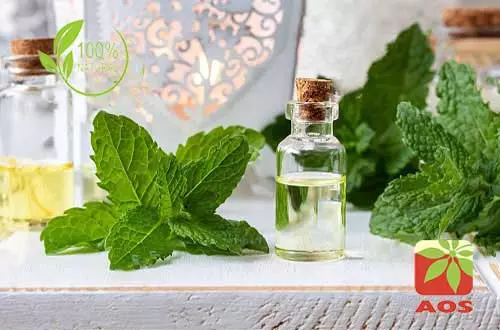 moneycontrol mentha oil