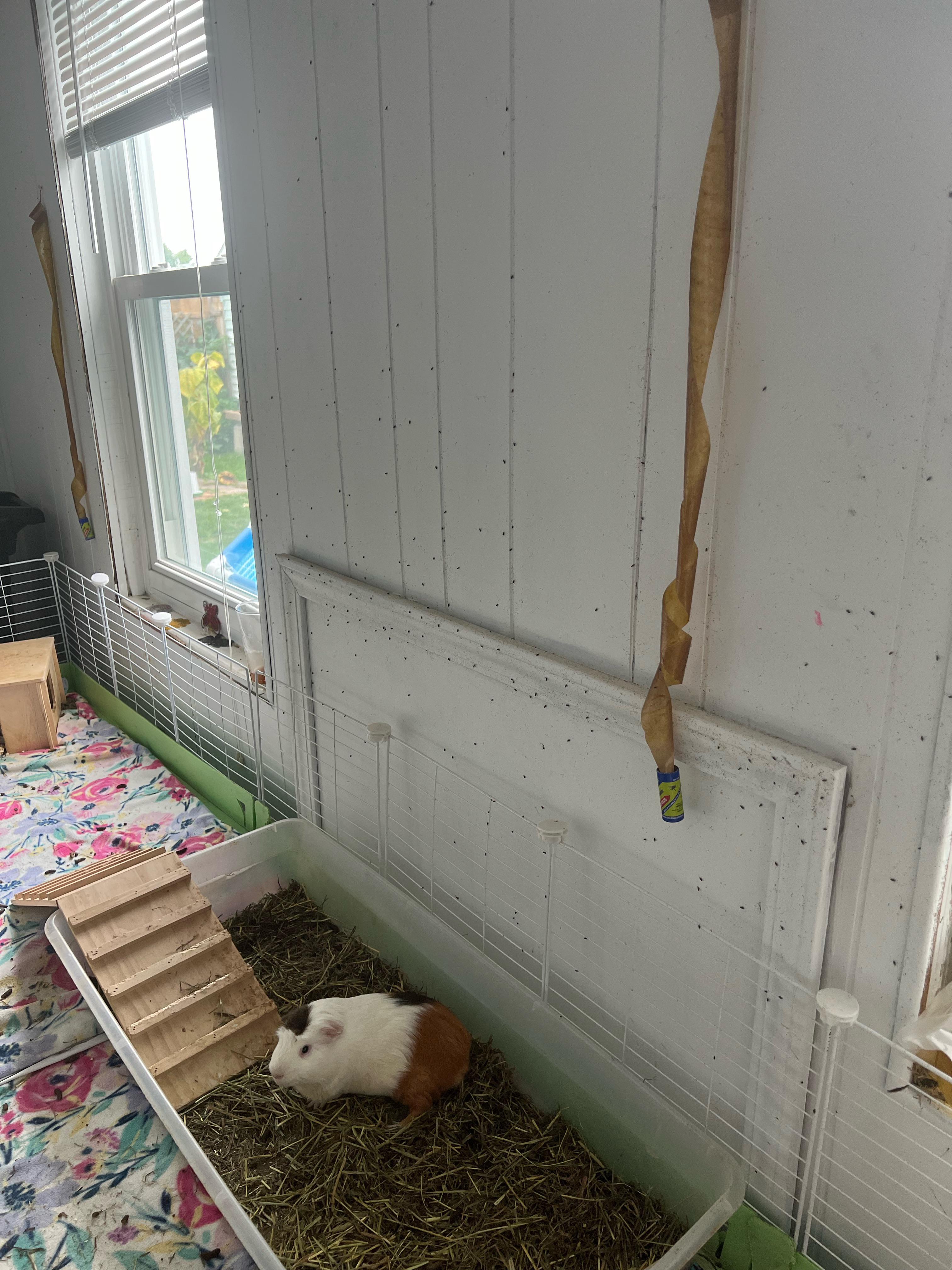 flies in guinea pig cage