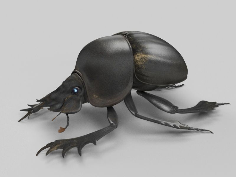 dung beetle 3d model