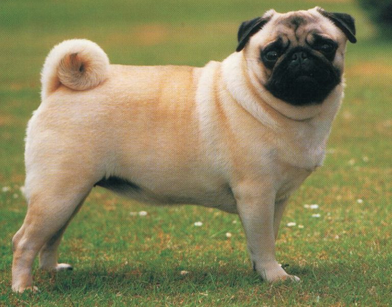 pug dog breed for sale