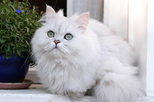 chinchilla persian