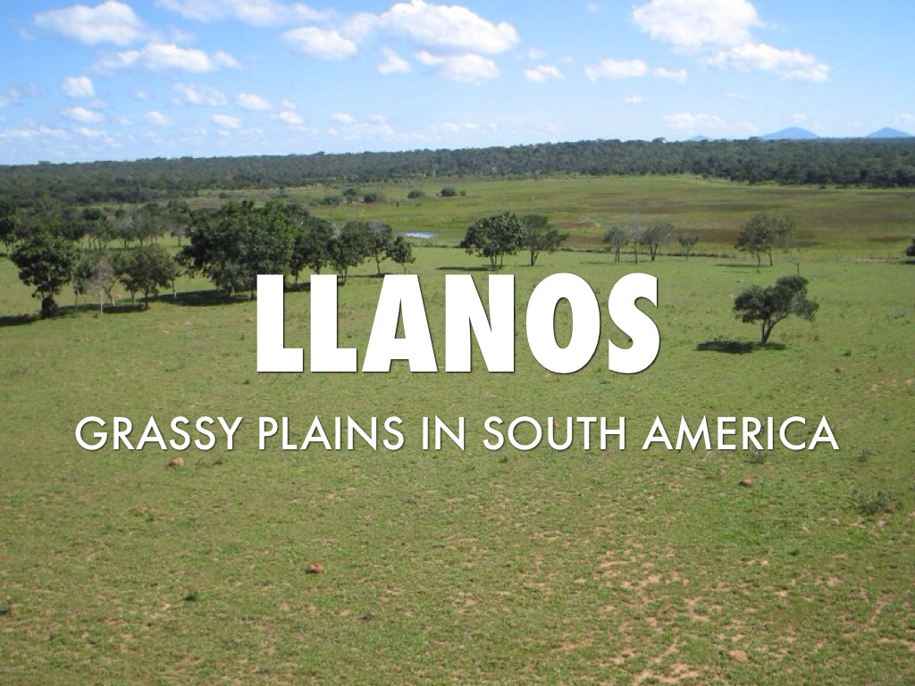 grassy south american plain