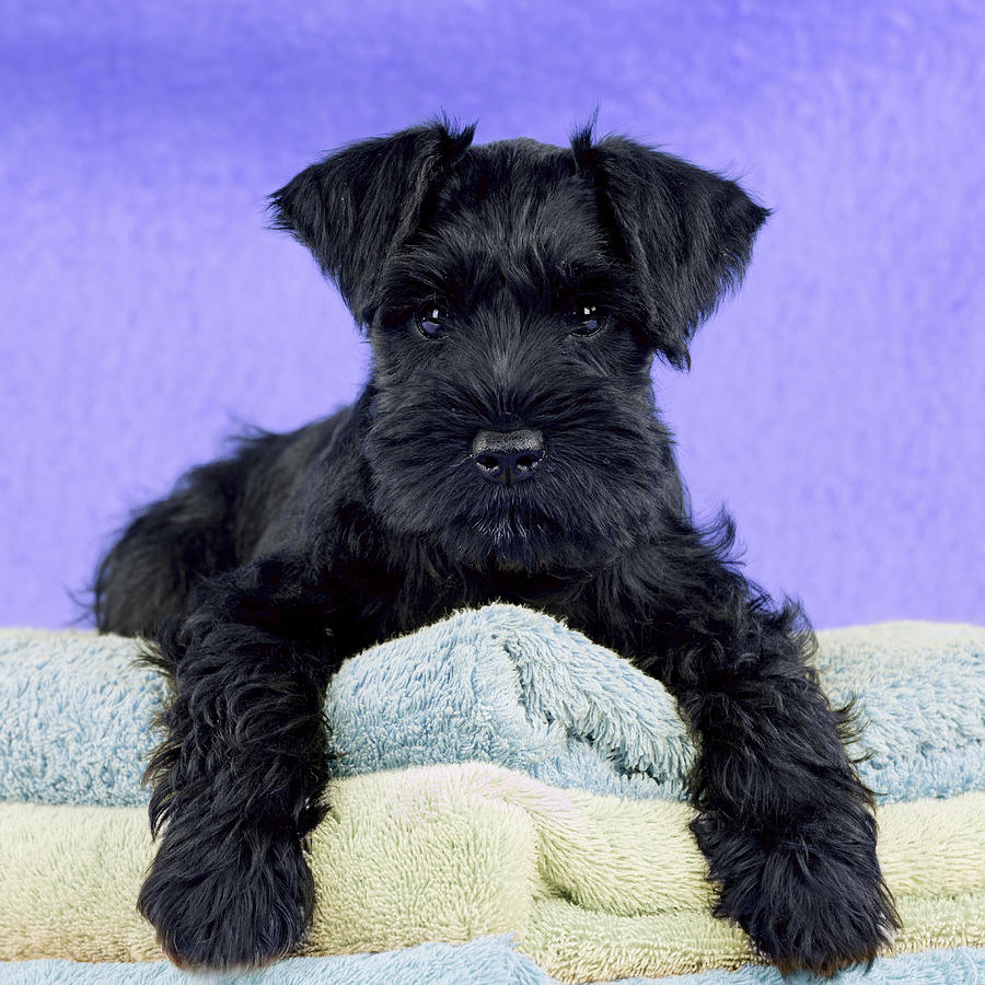 miniature schnauzer black puppy