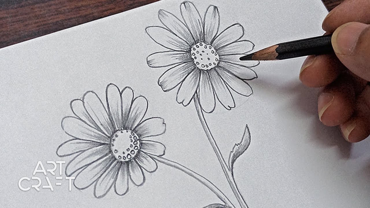 how to draw a daisy flower