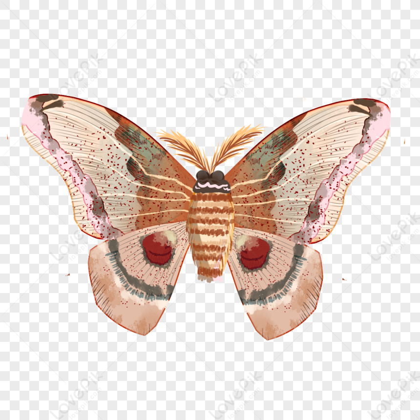 vintage mariposas png