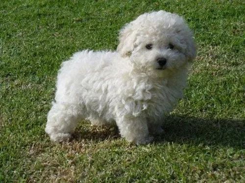 french poodle mini toy