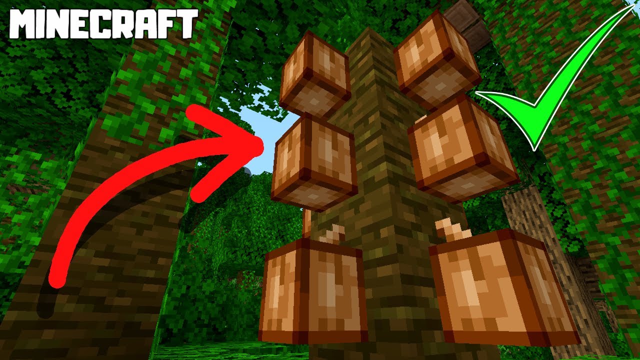 how to grow cocoa in minecraft