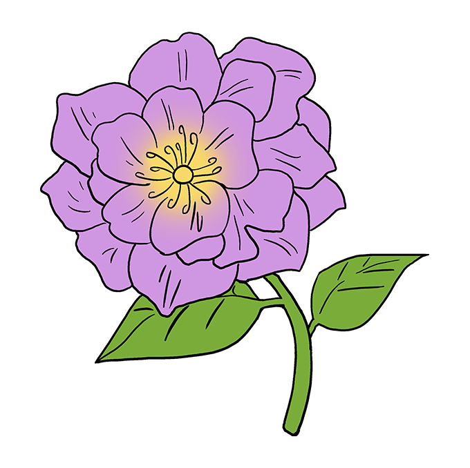 peony drawing