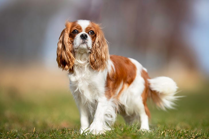 cavalier breeders near me