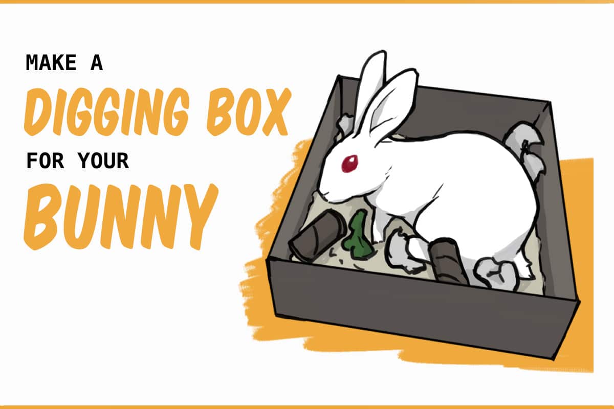 rabbit digging box