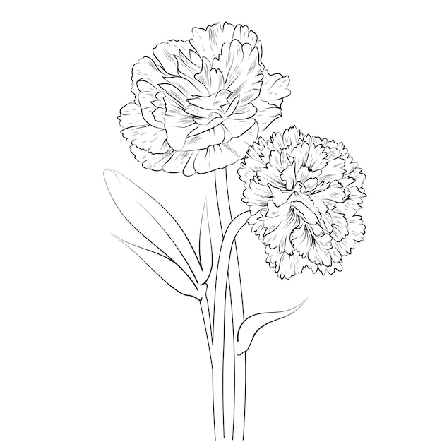 carnation flower drawing